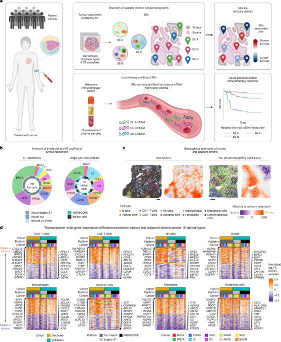 Non-invasive profiling of the tumour microenvironment with spatial ecotypes