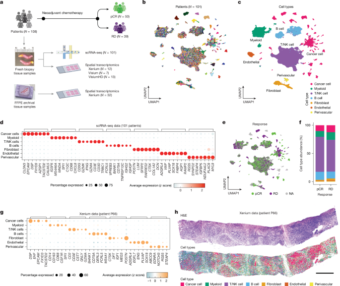 Ecotypes of triple-negative breast cancer in response to chemotherapy