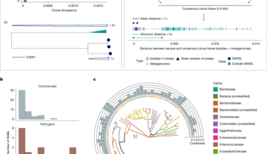 Genome-wide sweeps create ecological units in the human gut microbiome