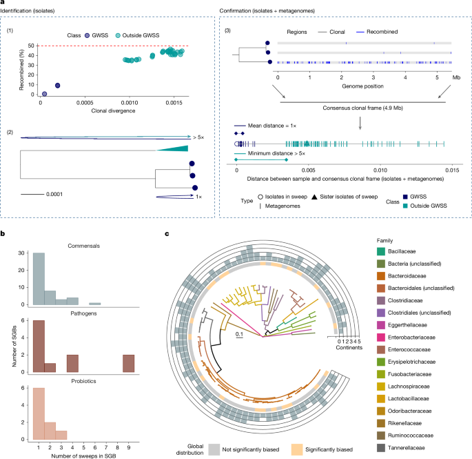 Genome-wide sweeps create ecological units in the human gut microbiome