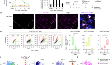 Sustaining microglial reparative function enhances stroke recovery