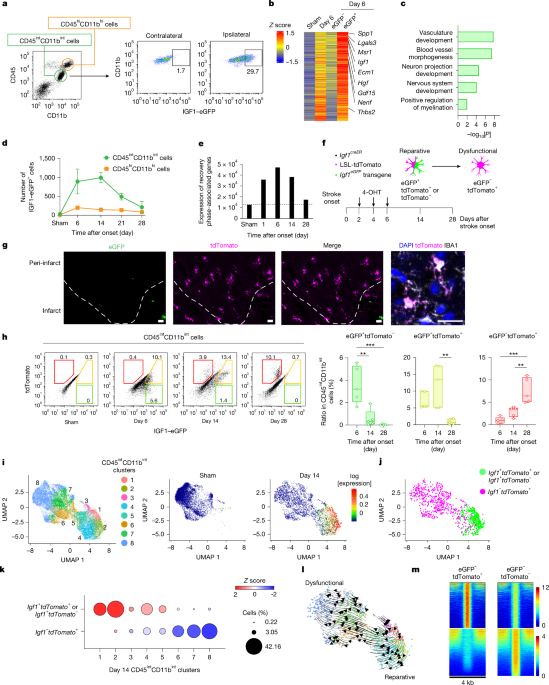 Sustaining microglial reparative function enhances stroke recovery