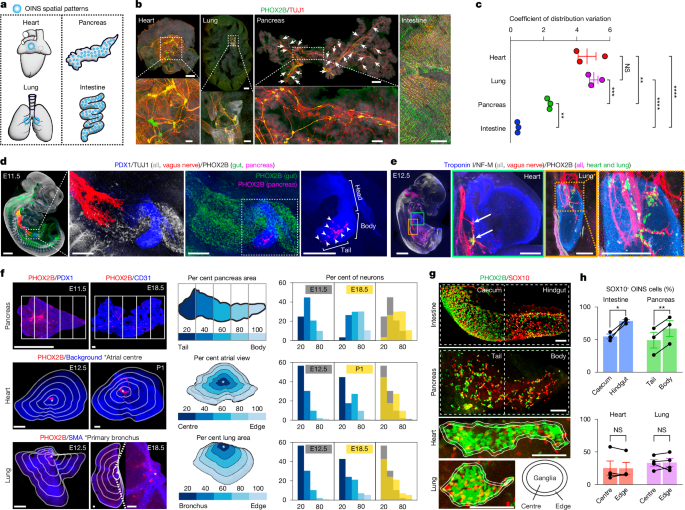 Lineage and organ signals sequentially build organ intrinsic nervous systems