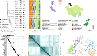 Adaptive cellular evolution in the intestine of hyperdiverse cichlid fishes