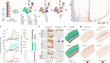 Astrocyte glucocorticoid receptor signalling restricts neuronal plasticity