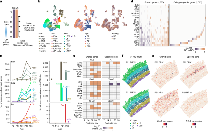 Astrocyte glucocorticoid receptor signalling restricts neuronal plasticity