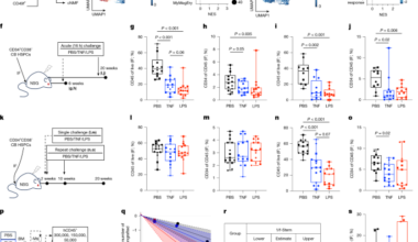 Human haematopoietic stem cells remember inflammatory stress