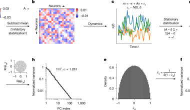 A critical initialization for biological neural networks