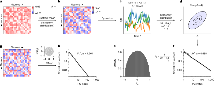 A critical initialization for biological neural networks