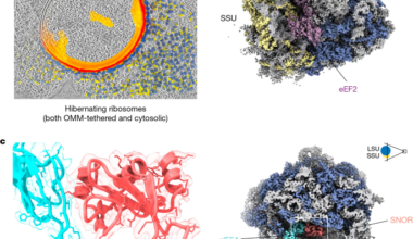 SNOR promotes translation restart after dormancy