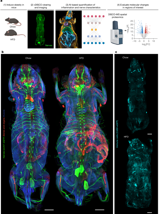 A deep-learning framework reveals whole-body perturbations at cell level