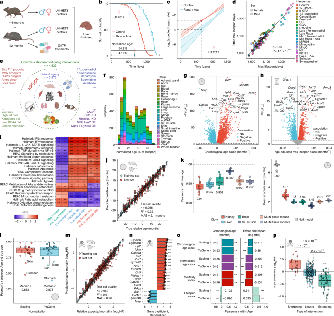 Universal transcriptomic hallmarks of mammalian ageing and mortality