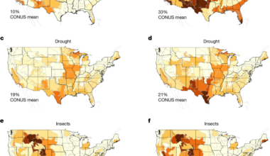Forest carbon protocols underestimate climate-driven carbon loss risks