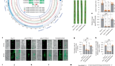 A pathogen lncRNA secreted into rice sequesters a host miRNA for virulence