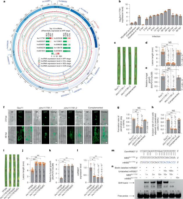 A pathogen lncRNA secreted into rice sequesters a host miRNA for virulence