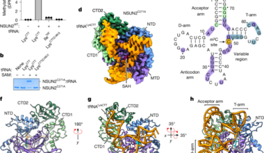 Substrate selectivity of the human RNA m5C methyltransferase NSUN2