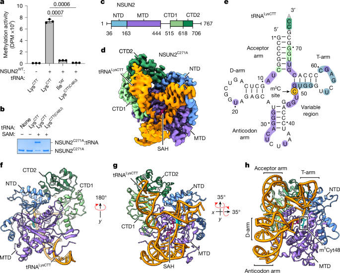 Substrate selectivity of the human RNA m5C methyltransferase NSUN2
