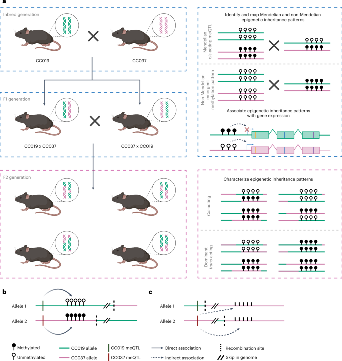 Fig. 1: Identification and characterization of Mendelian and non-Mendelian epigenetic inheritance patterns.