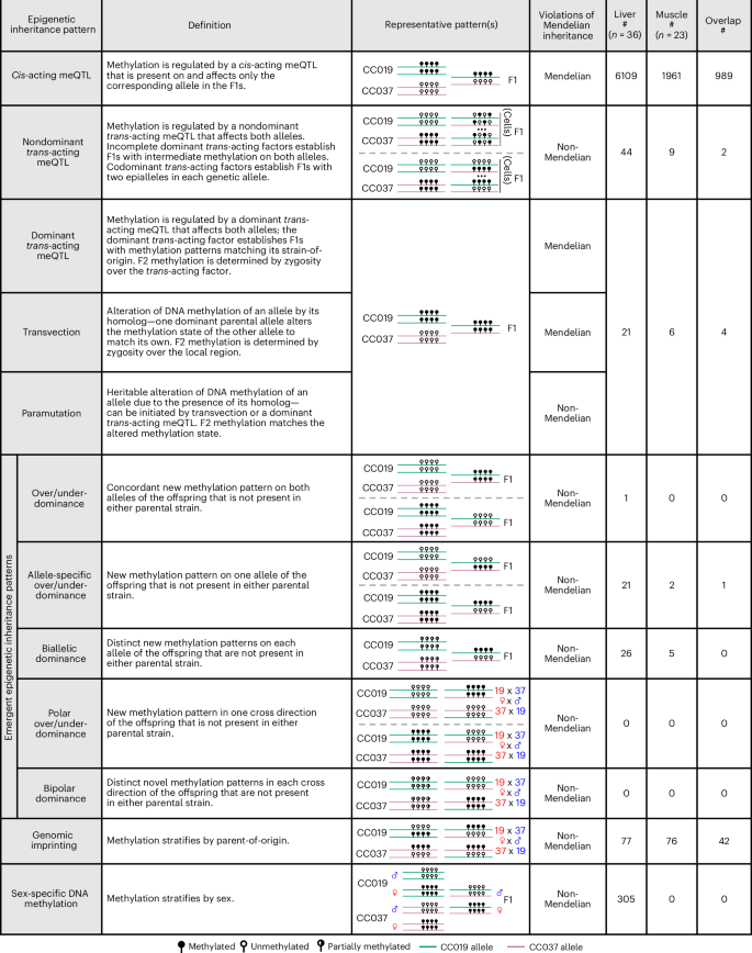 Fig. 2: Autosomal epigenetic inheritance patterns.
