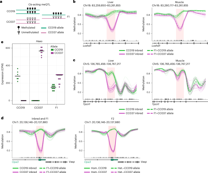 Fig. 3: Cis-acting meQTLs.