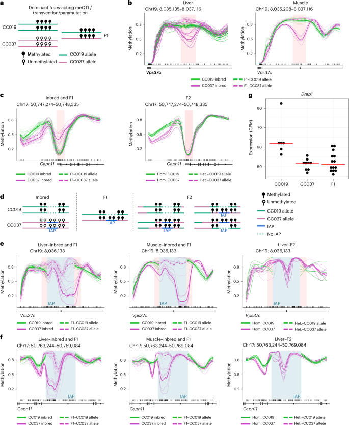 Fig. 5: Dominant trans-acting meQTLs, transvection and paramutation.
