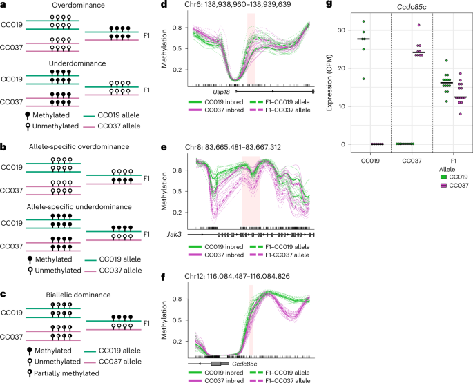 Fig. 6: Emergent epigenetic inheritance patterns.
