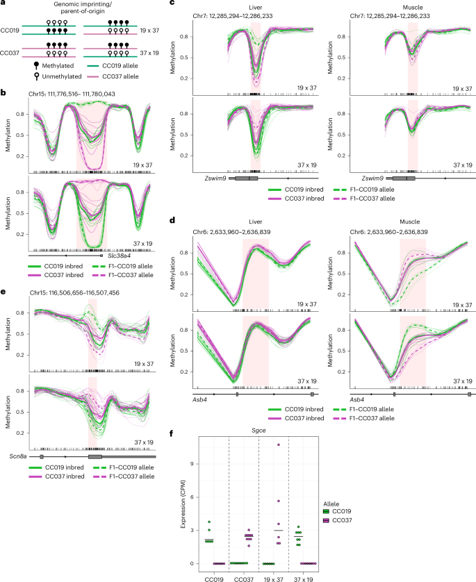 Fig. 7: Genomic imprinting.