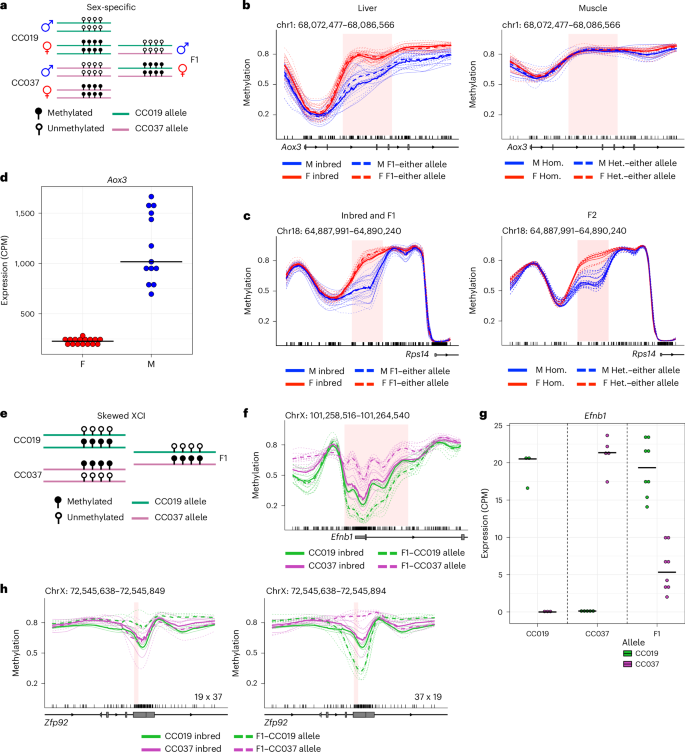 Fig. 8: Sex-specific DNA methylation and X-chromosomal epigenetic inheritance patterns.