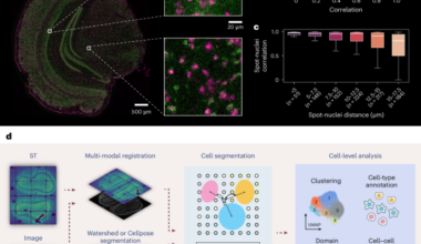 Accurate, scalable and cross-platform cell identification for high-resolution spatial transcriptomics