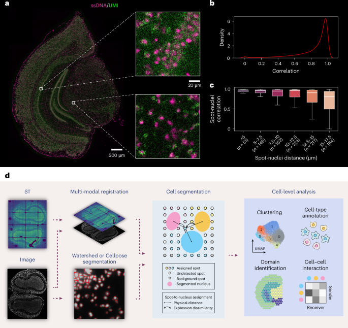 Accurate, scalable and cross-platform cell identification for high-resolution spatial transcriptomics