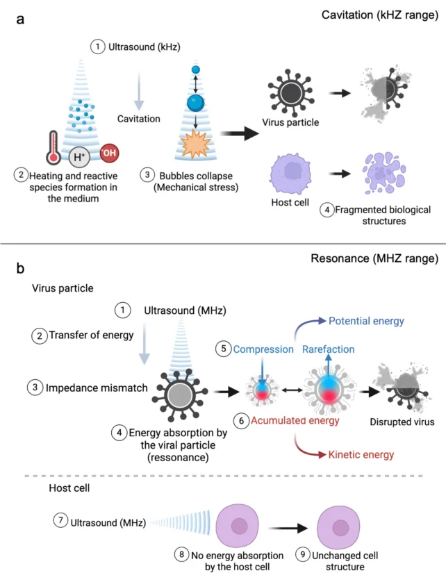 Diagram showing two proposed ultrasound mechanisms for disrupting virus particles: cavitation in the kHz range and resonance in the MHz range, with resonance damaging viruses while leaving host cells unchanged.