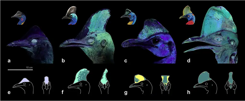 Bird beak evolution and adaptation in different species.