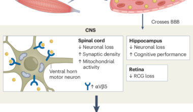 Irisin as a driver of neuroprotection in multiple sclerosis - Nature