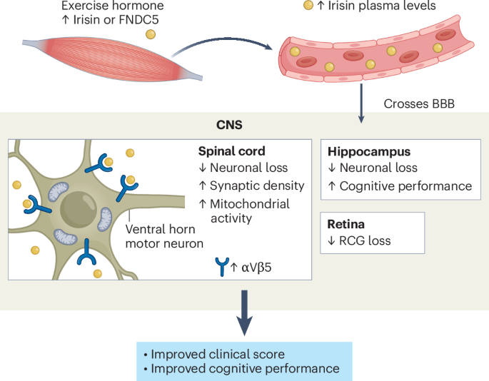 Irisin as a driver of neuroprotection in multiple sclerosis - Nature