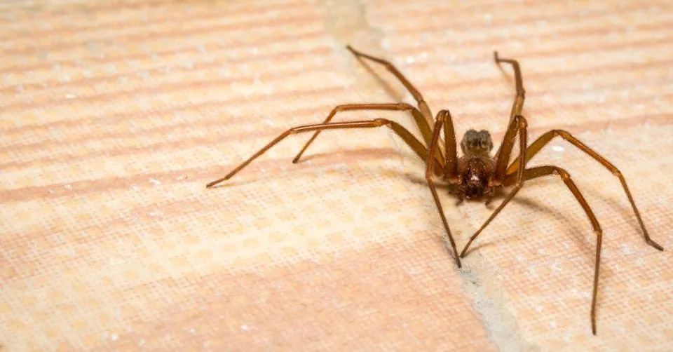 A brown recluse spider.