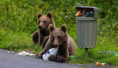 Why Gatlinburg’s Funny Bear Videos Hide a Real Crisis