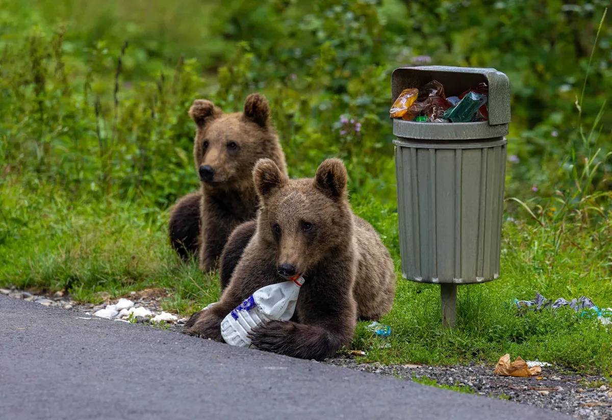 Why Gatlinburg’s Funny Bear Videos Hide a Real Crisis
