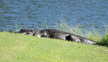 Dad and son freeze in their golf cart as gigantic alligator strolls across Florida course