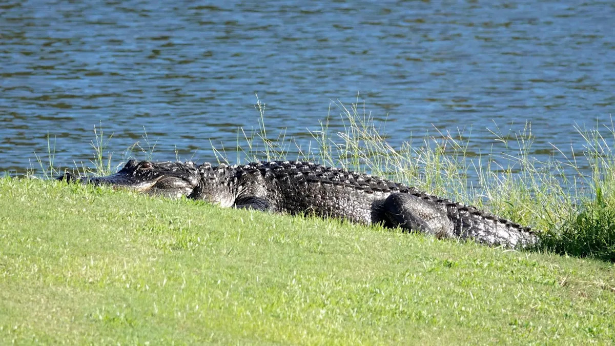 Dad and son freeze in their golf cart as gigantic alligator strolls across Florida course