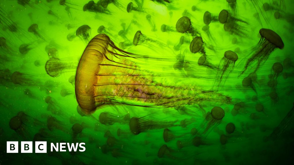 'World-renowned' photo exhibition returns to city - BBC