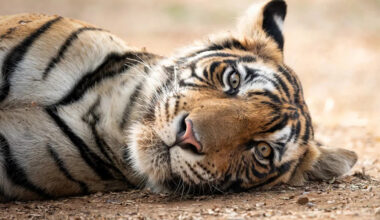 Baby Tiger Throws a Lion-Sized Tantrum but Honestly It’s Adorable