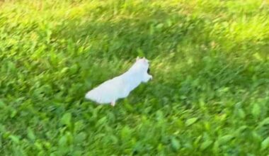 White squirrel spotted at Lancaster County Central Park