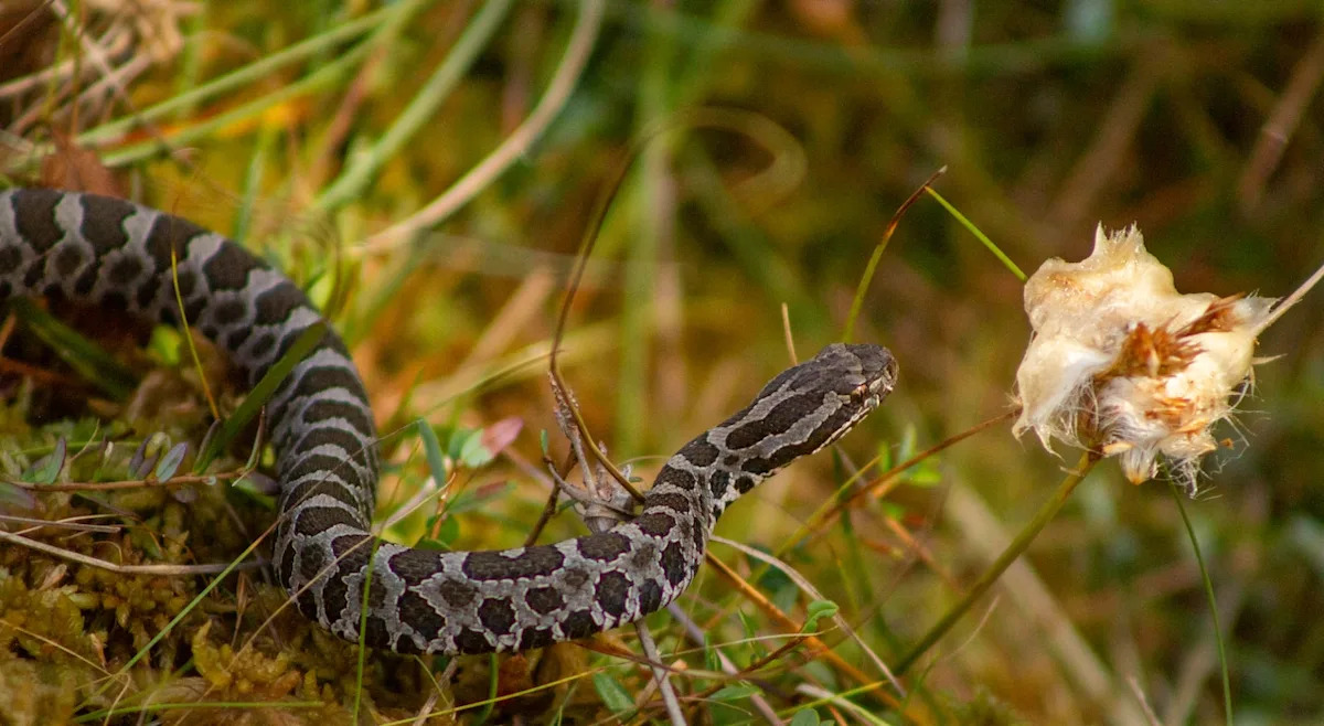 Michigan is intentionally setting 309 acres on fire today to help elk, save threatened rattlesnakes