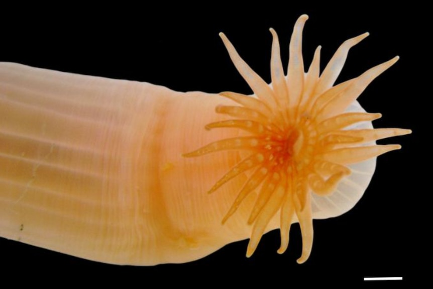 A sea anenome with a thin body and outstretched tentacles from the mouth.