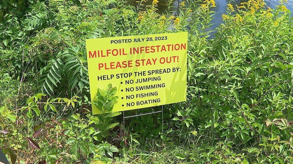 Milfoil continues to spread throughout some of Maine's lakes and rivers. (WGME)