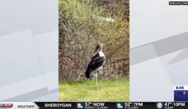 Wayward stork in Wisconsin captured, taken to animal park