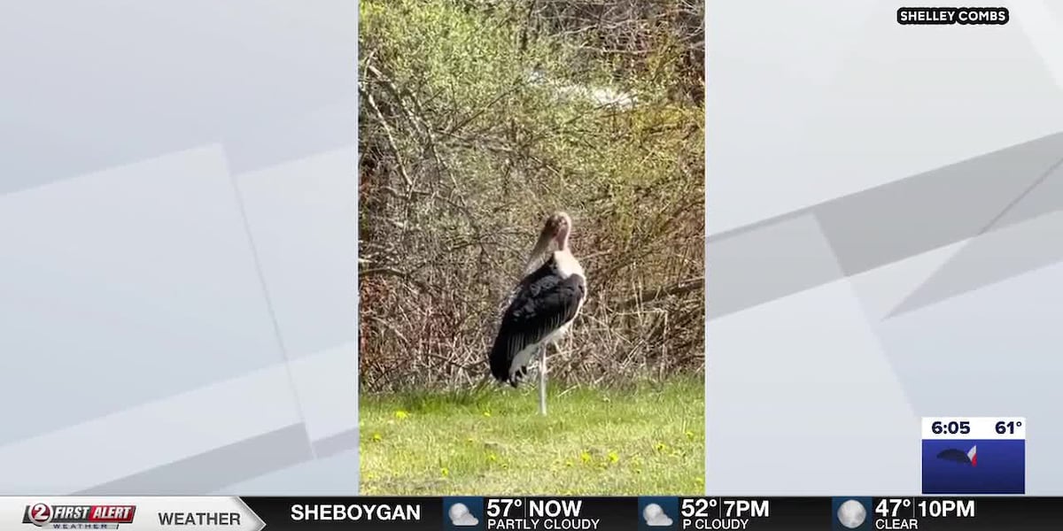 Wayward stork in Wisconsin captured, taken to animal park