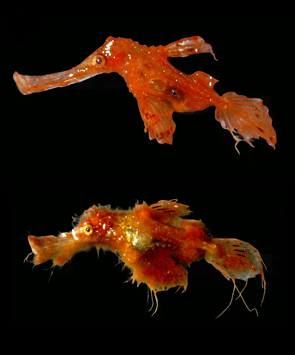 Solenostomussnuffleupagus