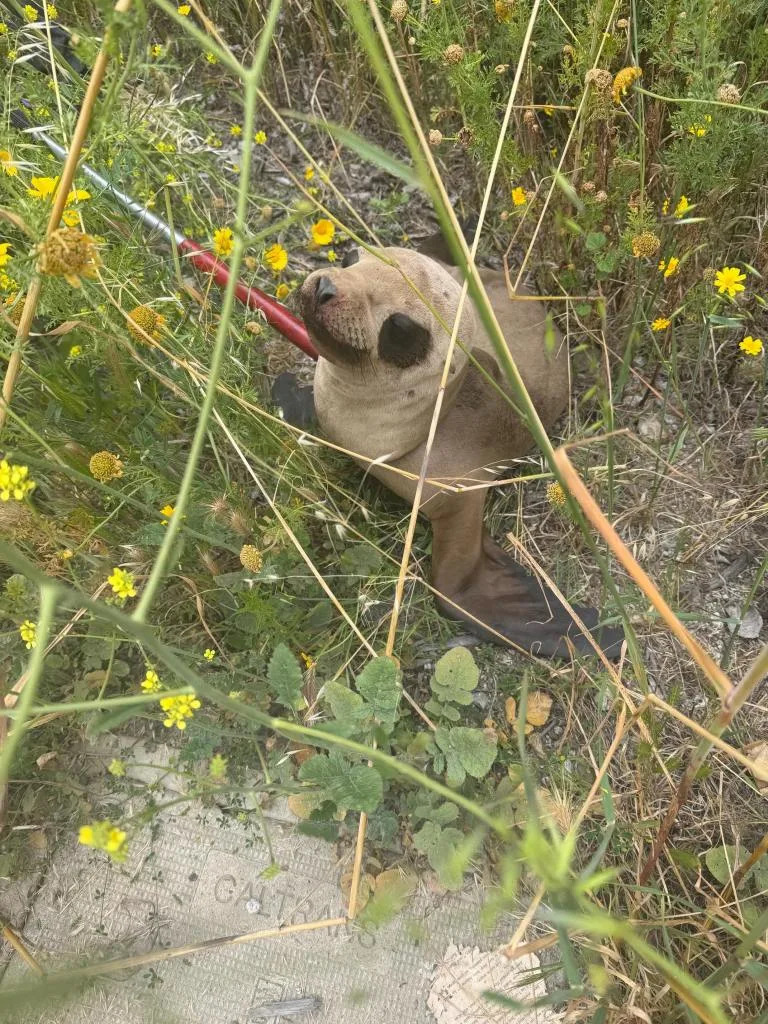 An off-duty Bay Area cop is a hero after rescuing a baby sea lion. Brisbane Police Department
