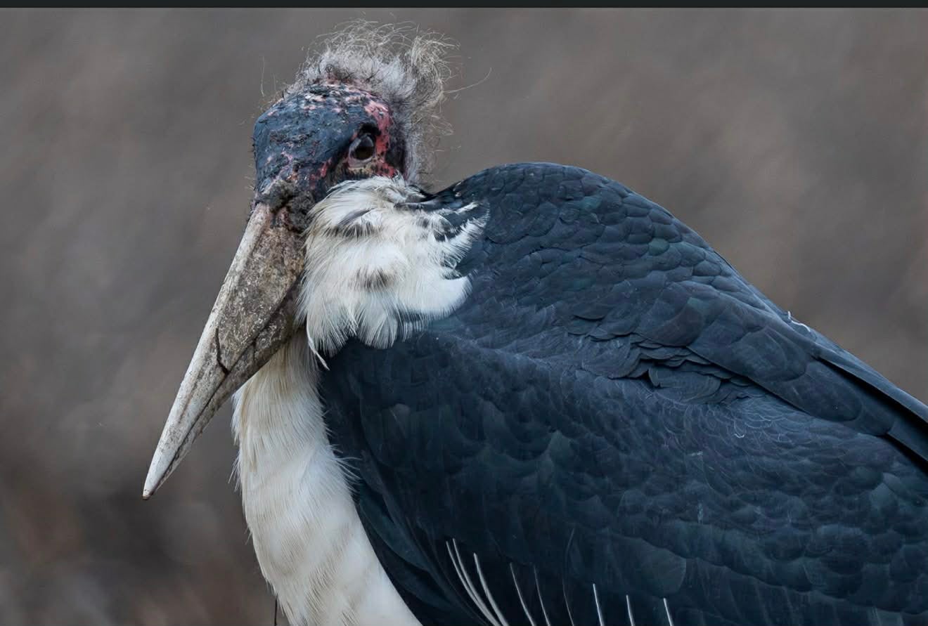 A marabou stork with a bald, scabbed head, long beak, and dark feathers stands against a blurred brown background.